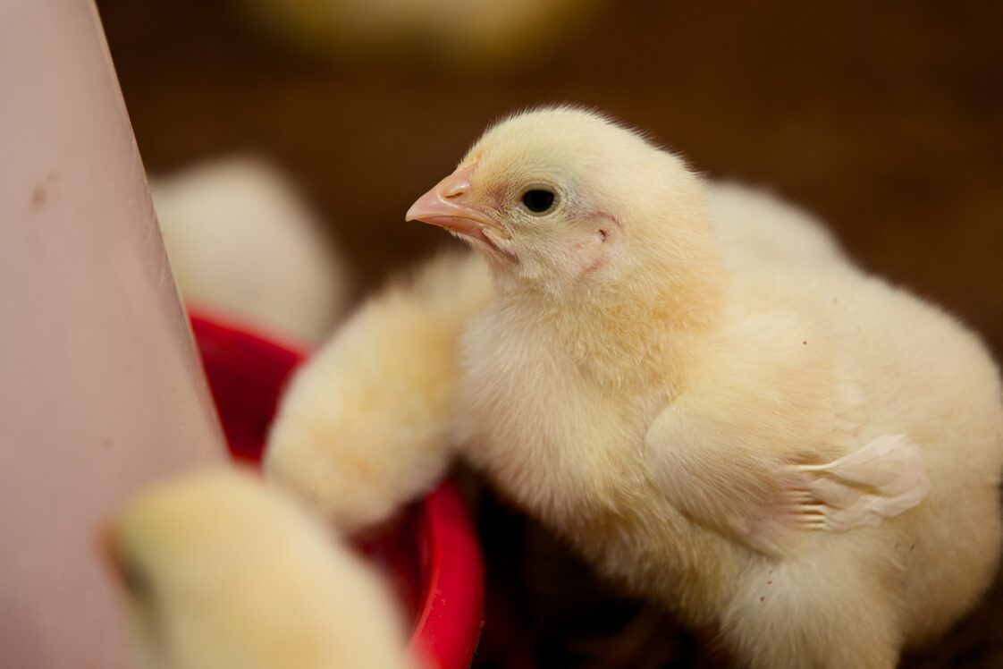 A young chick standing near a feeder in a commercial poultry house.