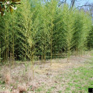 Golden bamboo (Phyllostachys aurea)