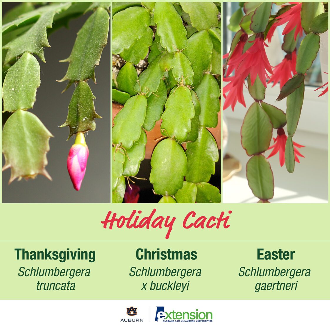A graphic showing three images of the different species of holiday cacti. This includes Thanksgiving (Schlumbergera truncata), Christmas (Schlumbergera x buckleyi), and Easter (Schlumbergera gaertneri).