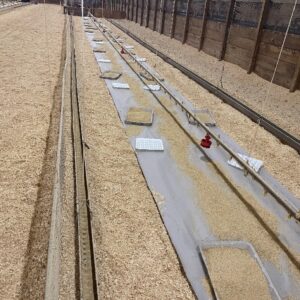 Figure 1. Example of a brooding setup to promote close and easy access to feed and water, enabling cockerels to get off to a good start.