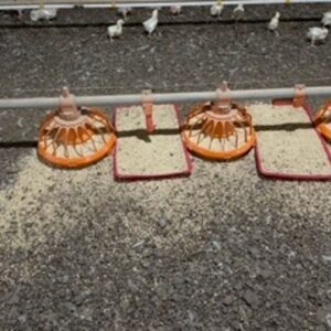 Figure 2. Feeder lids should not be overfilled as this can lead to feed waste as shown here. Feeder lids should only be filled to about two-thirds full.