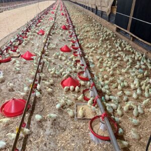 Figure 3. Supplemental drinkers such as EZ fills and gallon jugs should be filled daily and regularly cleaned to ensure chicks have access of clean water.