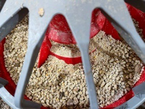 Figure 4. Starter feed containing whole pellets or large corn particles during brooding can adversely affect body weight uniformity.