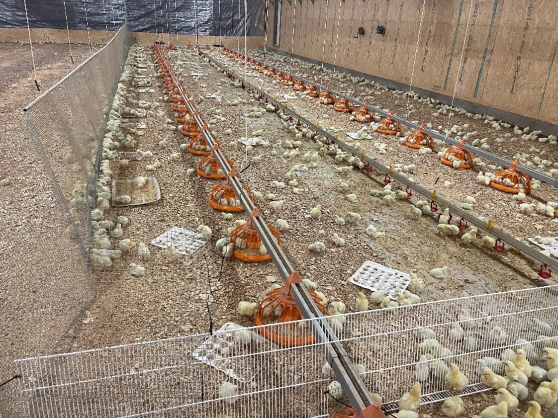 Figure 5. A good temperature and ventilation program enables an even distribution of chicks throughout the house, as shown here.