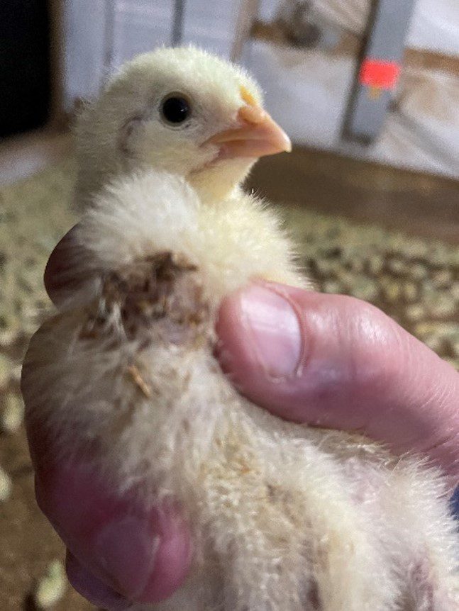 Figure 6. A full, soft, rounded crop is noted as a category 1 crop score.