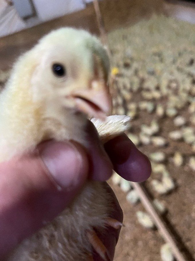 Figure 7. A hard crop with feed residue present but with little or no water indicates a category 2 crop score.