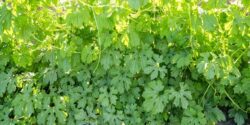 The plant of a bitter gourd.