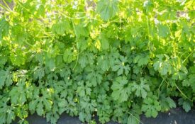 The plant of a bitter gourd.