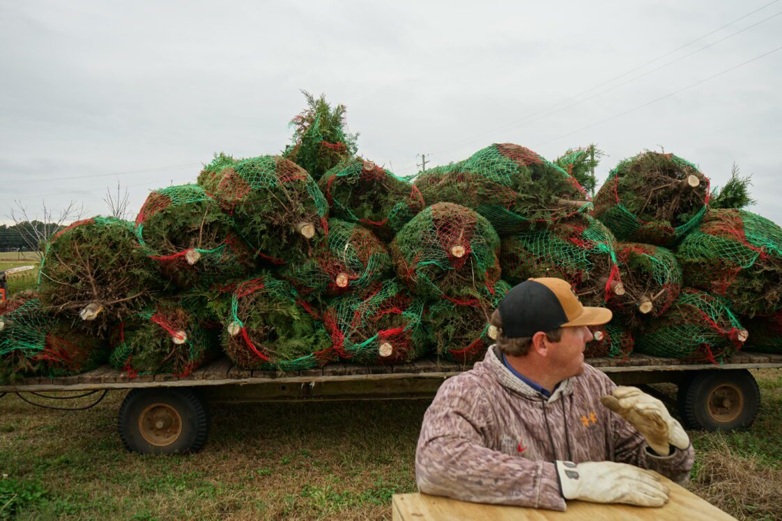 Cut Christmas trees netted and loaded on a trailer for delivery in the Trees for Troops program.