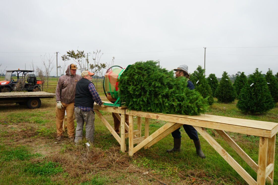 A cut Christmas tree being prepared for transport as part of the Trees for Troops program.