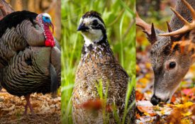 A photo collage of a turkey, bob white quail and white-tailed deer.