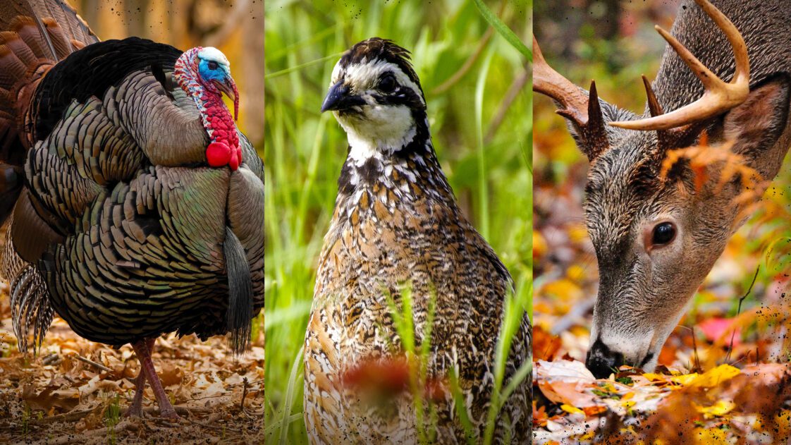 A photo collage of a turkey, bob white quail and white-tailed deer.