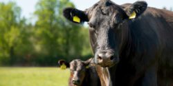 A black Angus cow and calf standing in a pasture.