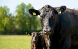 A black Angus cow and calf standing in a pasture.