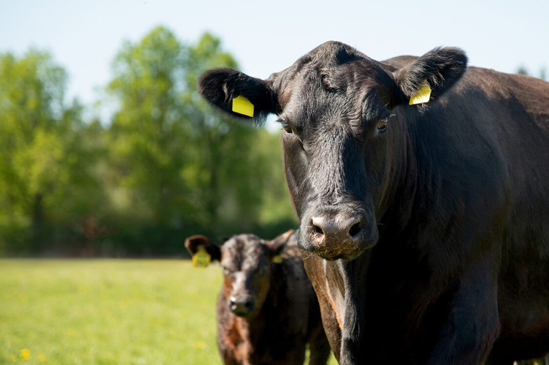 A black Angus cow and calf standing in a pasture.