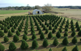 Christmas trees at GCREC