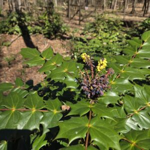 Leatherleaf mahonia (Berberis bealei)