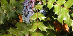 Leatherleaf mahonia fruit, a bluish berry less than 1 inch long