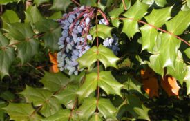 Leatherleaf mahonia fruit, a bluish berry less than 1 inch long