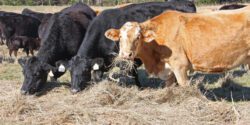 A herd of cattle eating hay.