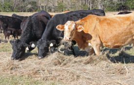 A herd of cattle eating hay.