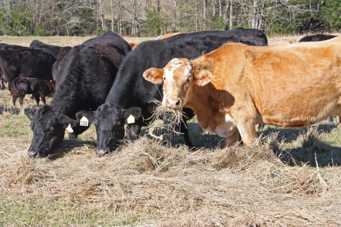 A herd of cattle eating hay.