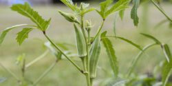 An okra plant growing in a garden.