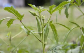 An okra plant growing in a garden.