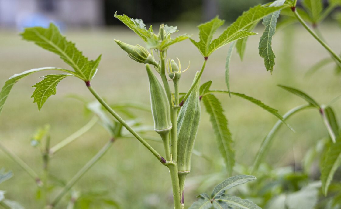 An okra plant growing in a garden.