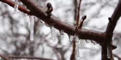 Ice and icicles formed on a tree branch in winter.