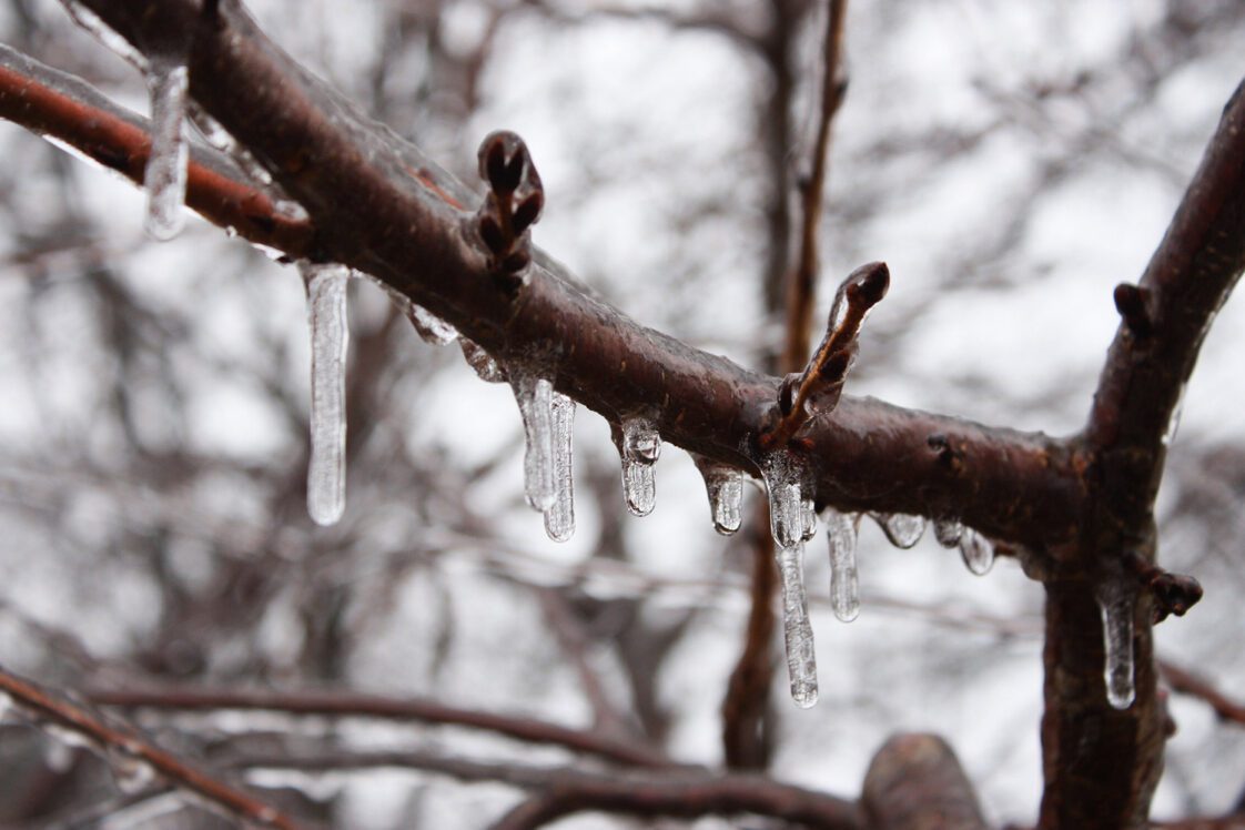 Ice and icicles formed on a tree branch in winter.