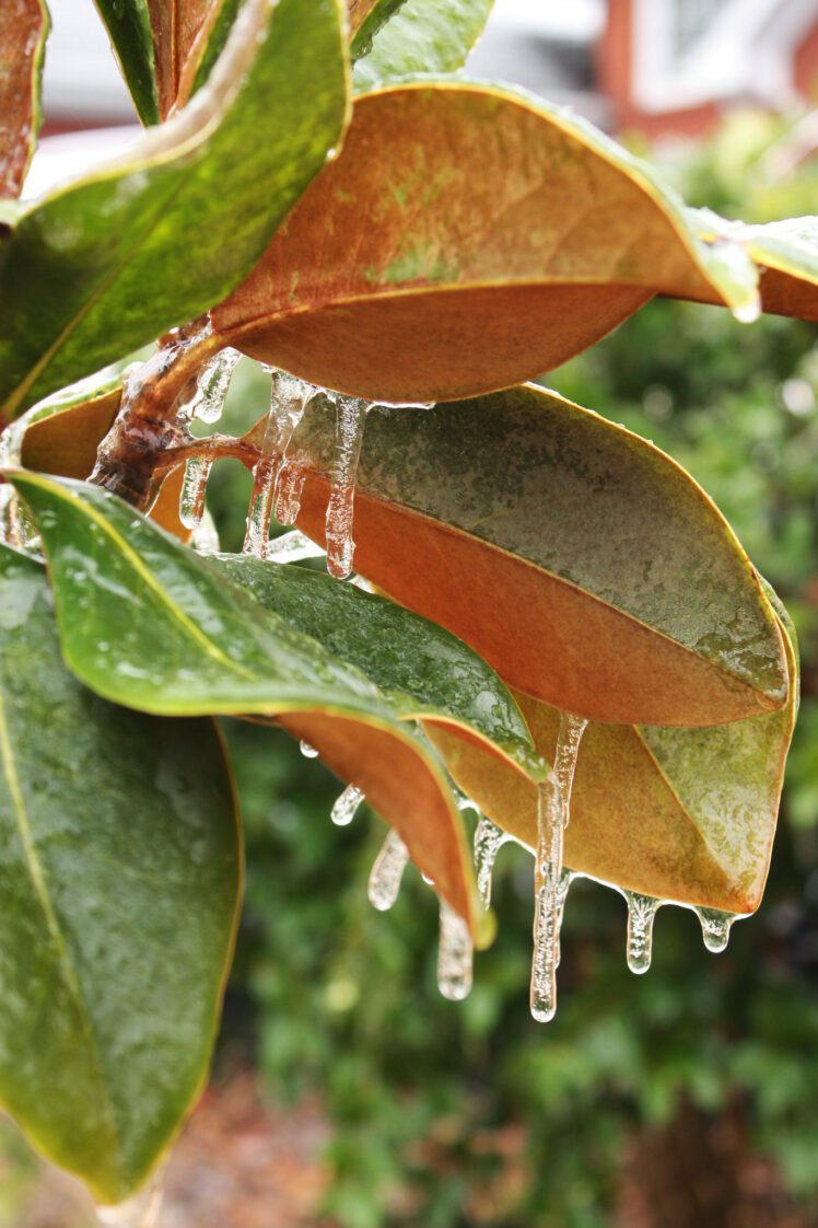 Ice formed on leaves of a magnolia tree.
