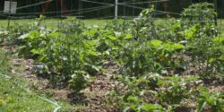 Tomato and squash plants in a garden.