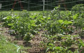 Tomato and squash plants in a garden.