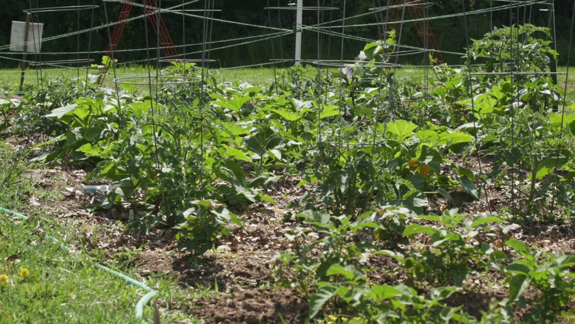 Tomato and squash plants in a garden.