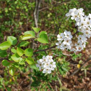 A Callery pear tree in a wooded area.
