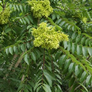 Tree-of-heaven