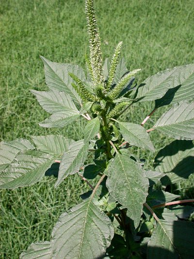 Pigweed (Amaranthus palmeri)