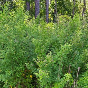 Sericea and Bicolor Lespedeza