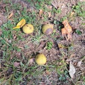 Black walnuts