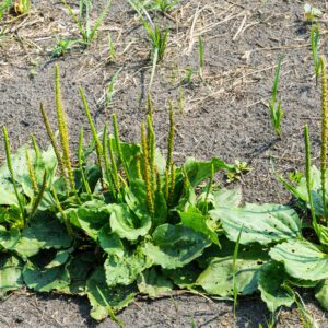 Broadleaf plantain