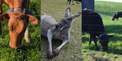 A three-image collage of a red cow, kangaroo, and black cow.