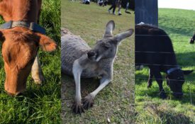 A three-image collage of a red cow, kangaroo, and black cow.