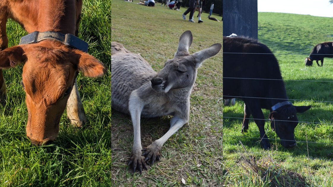 A three-image collage of a red cow, kangaroo, and black cow.