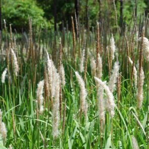 Cogongrass