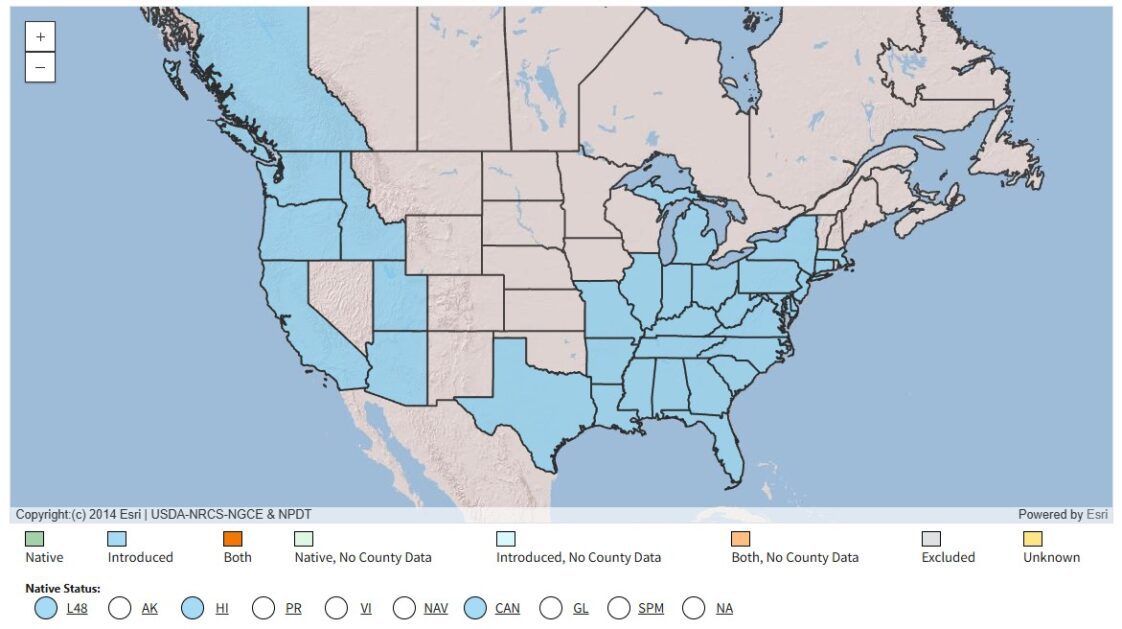 English ivy distribution map