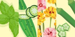 A colorful collage of illustrated produce including basil, cucumber, flowers, and okra.