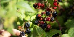 Woman picking wild blackberries, close-up of hand