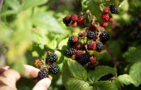 Woman picking wild blackberries, close-up of hand