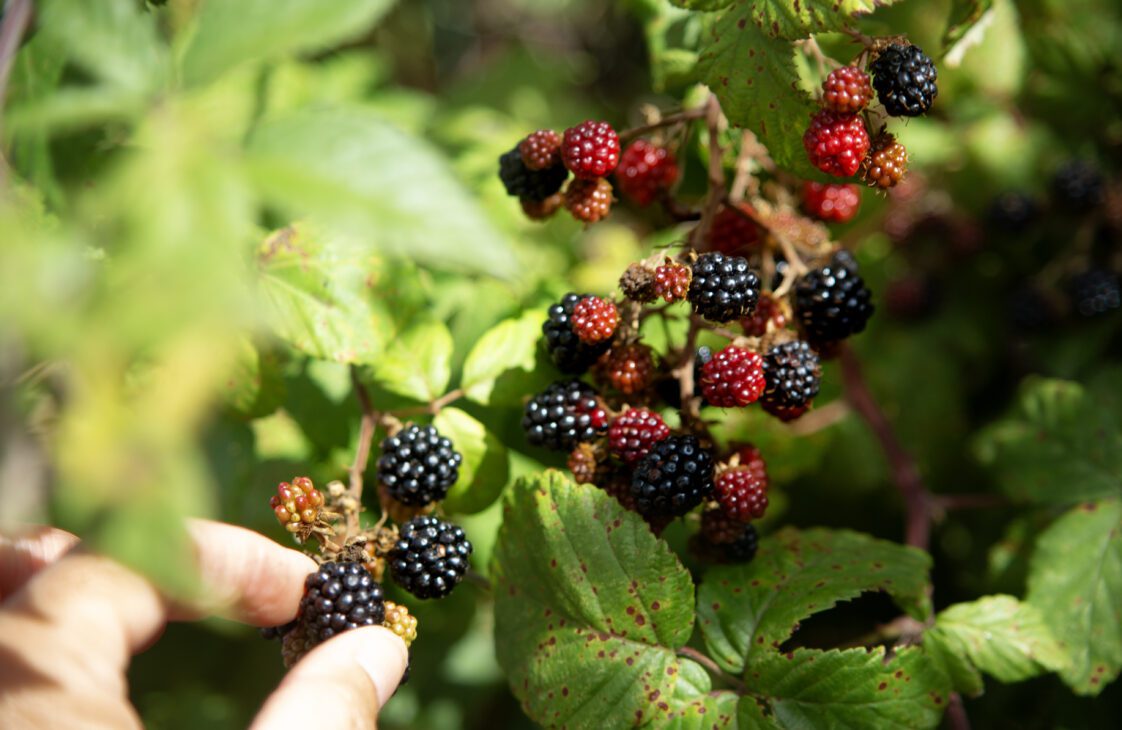 Woman picking wild blackberries, close-up of hand